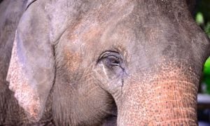 Asian elephant with tears