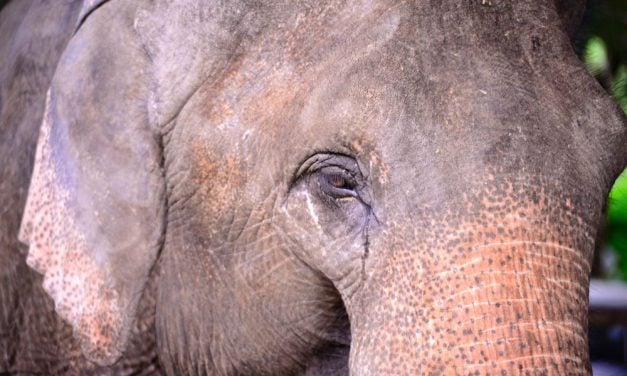 SIGN: Help Elephants Billy and Tina Finally Live at a Sanctuary after Decades of Cruel Captivity