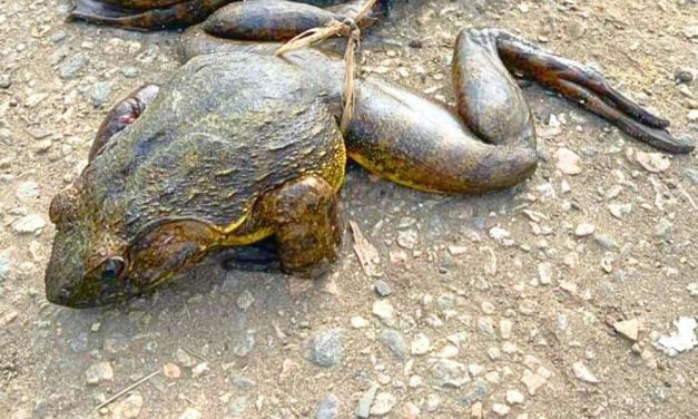 World’s Largest Frog in Peril, Conservation Efforts Offer Hope