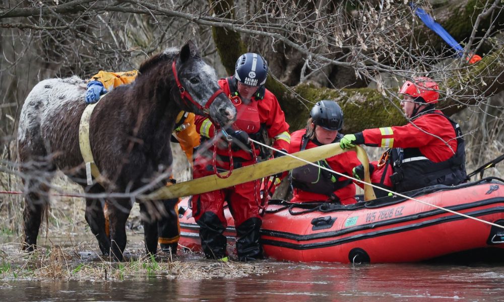 Troy the horse being rescued