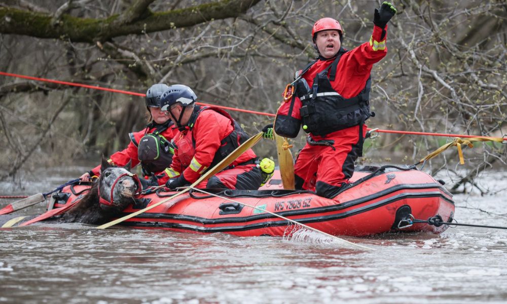Troy the horse being rescued