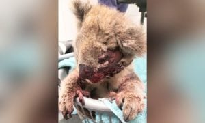 injured koala