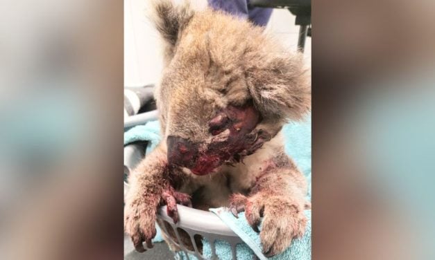 SIGN: Justice for Koala Dragged Behind Vehicle and Left to Die