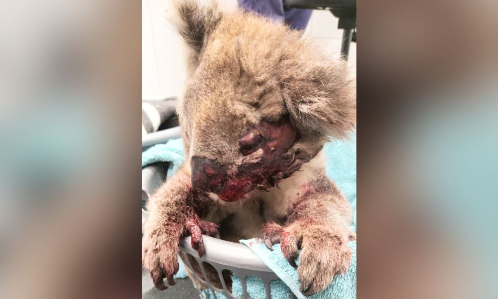 SIGN: Justice for Koala Dragged Behind Vehicle and Left to Die