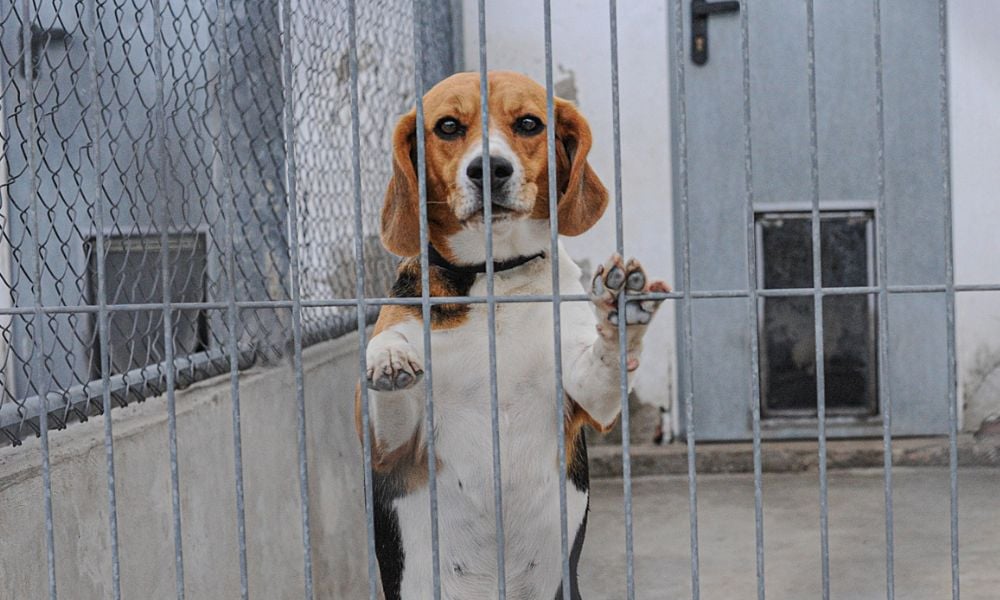 SIGN: Allow Dogs, Cats, & Other Animals Used in Cruel Experiments to Retire Instead of Being Killed