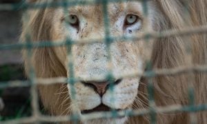 Sad lion behind fence