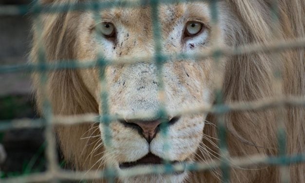 SIGN: Justice for Emaciated Lions Imprisoned in Barren Enclosure at Cuban Zoo