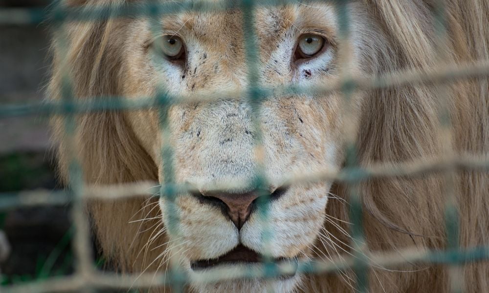 SIGN: Justice for Emaciated Lions Imprisoned in Barren Enclosure at Cuban Zoo
