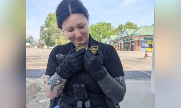 Ducklings Rescued From Storm Drain by Caring Officer