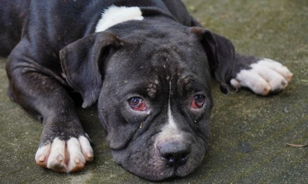 SIGN: Justice for Puppy Covered in Infected Wounds & Abandoned in Muddy Ditch