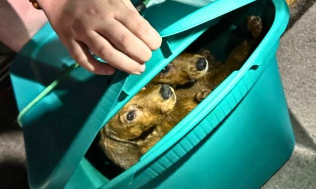 SIGN: Justice for Abandoned Puppies Covered in Urine & Feces in Sealed Container