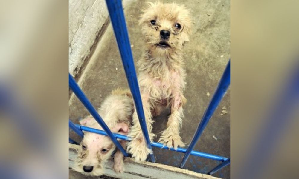 Puppy mill dogs