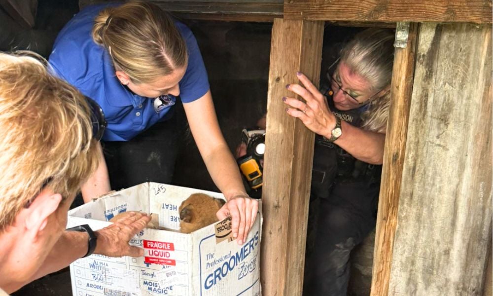 Officers rescuing pups