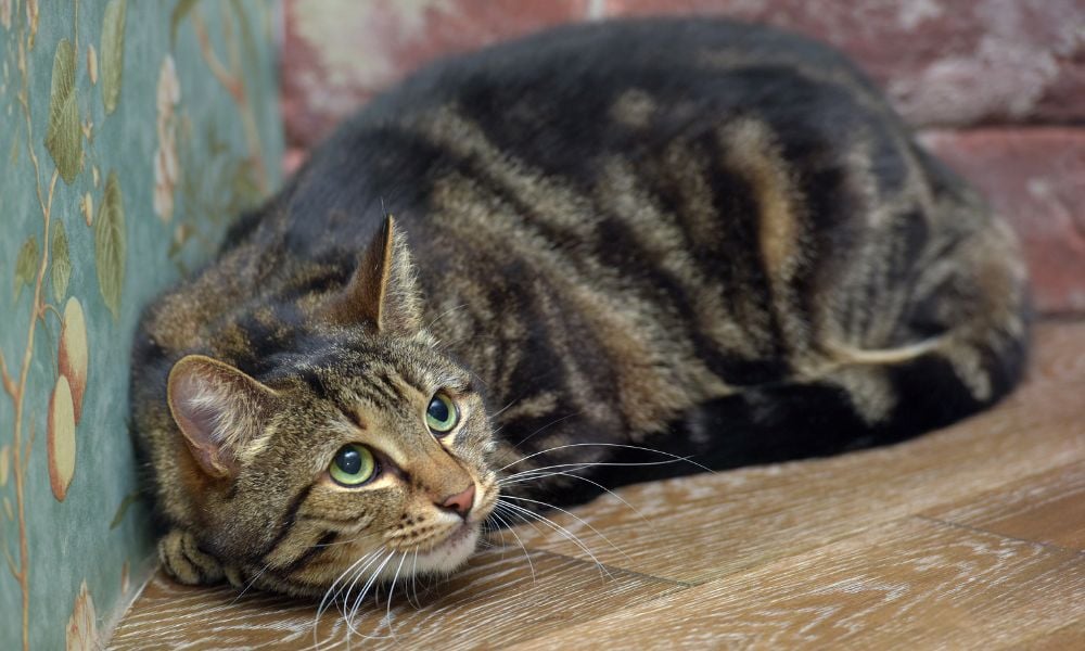 SIGN: Justice for Cats Allegedly Tortured & Killed for ‘Fake Rescue’ Social Media Scam