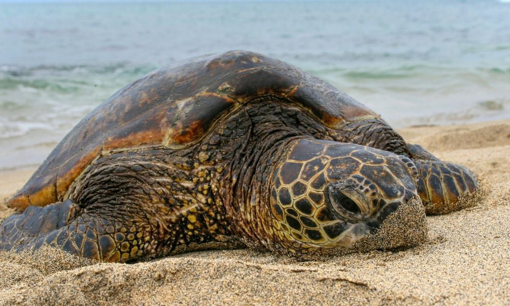 Sea turtle