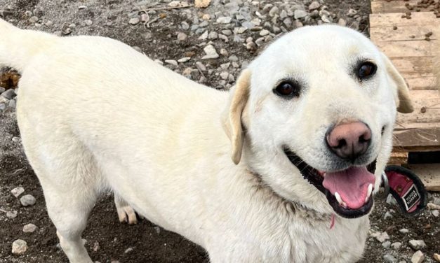 Lady Freethinker Helps Save Nearly 70 Dogs in Turkey After Their Shelter Was Destroyed