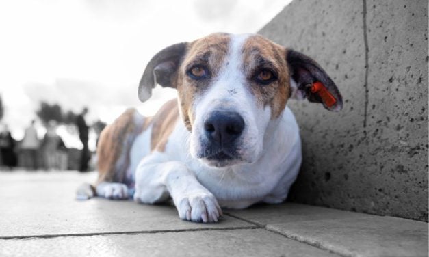 SIGN: Help Prevent the Mass Killing of Kazakhstan’s Stray Dogs & Cats