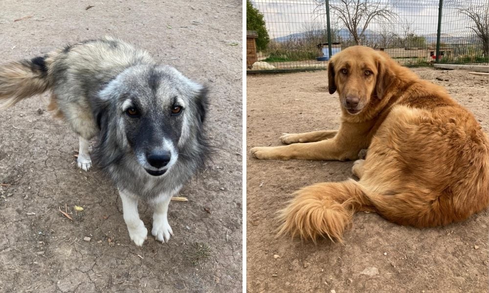 Dogs at Shelter in Turkey