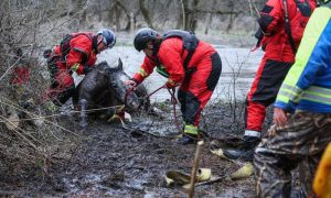 Horse stuck in muddy water, being comforted during rescue