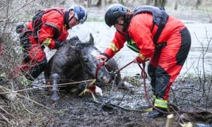 Troy the horse being rescued