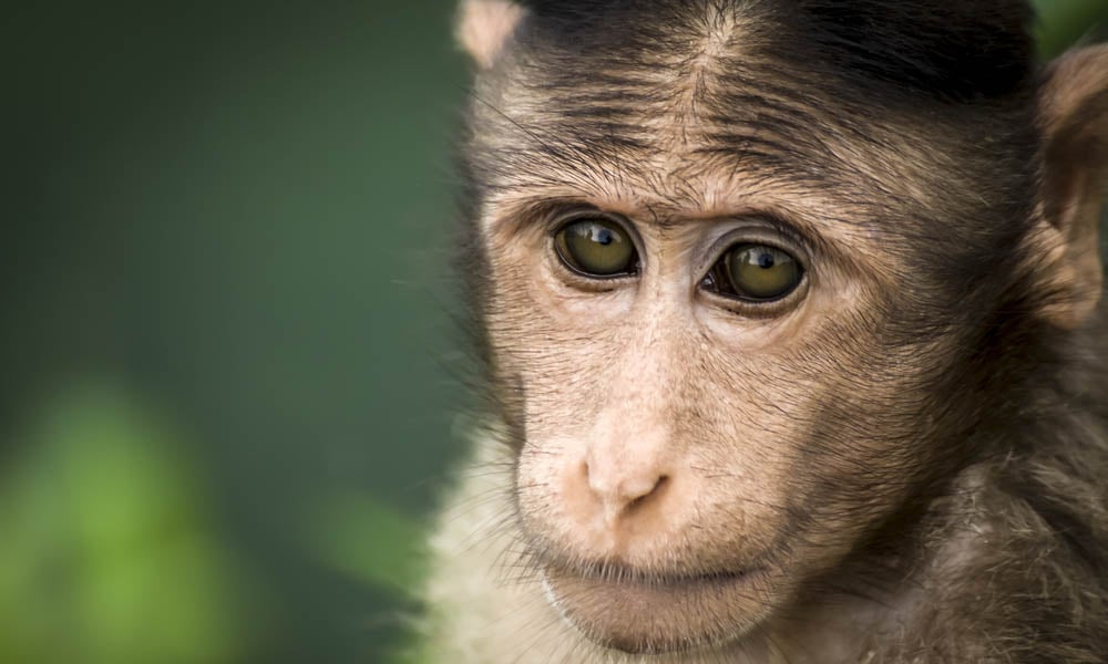 bonnet macaque monkey close up portrait. Lonavala, khandala ghat Maharashtra, India