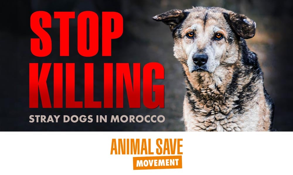 Animal Save Moment - Stop Killing Dogs in Morocco