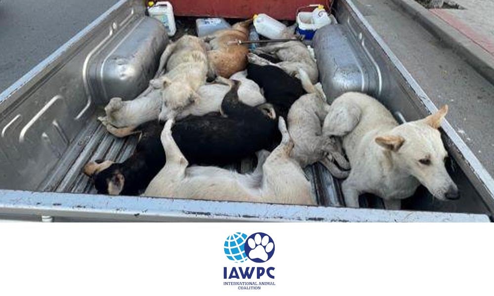 Incapacitated dogs in the bed of a truck - IAWPC