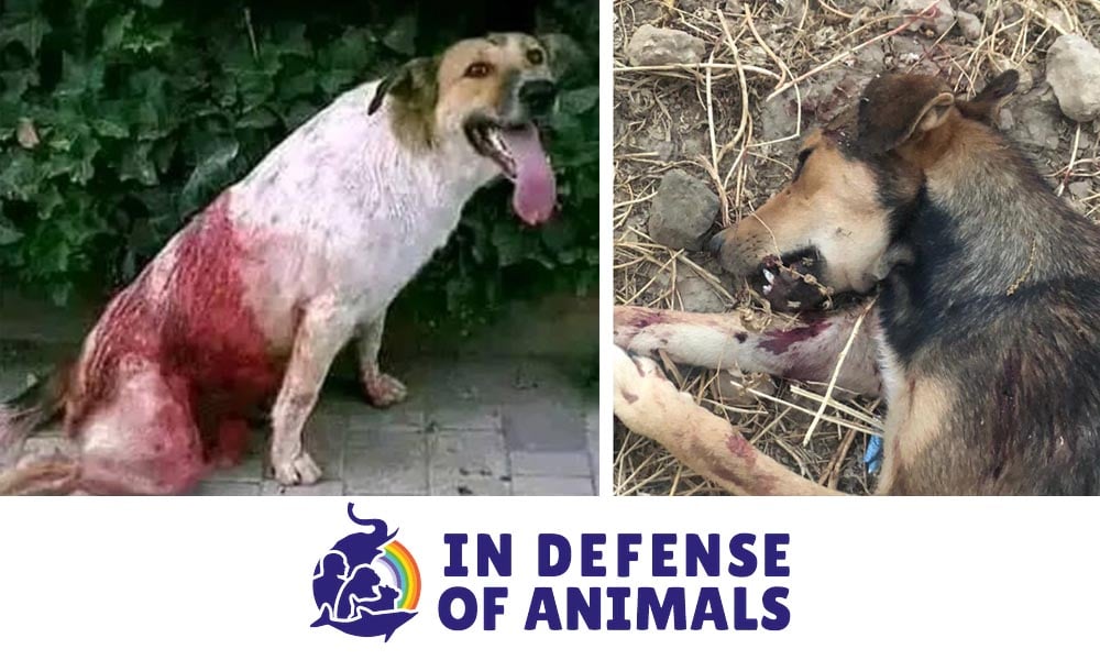 Incapacitated dogs in the bed of a truck - IAWPC