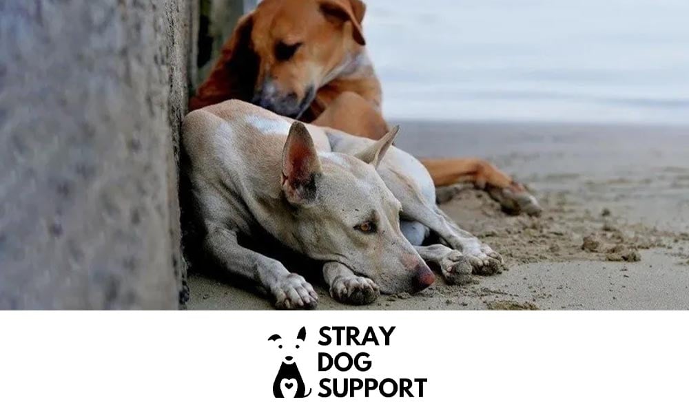 Sad dogs lying outside - Stray Dog Support