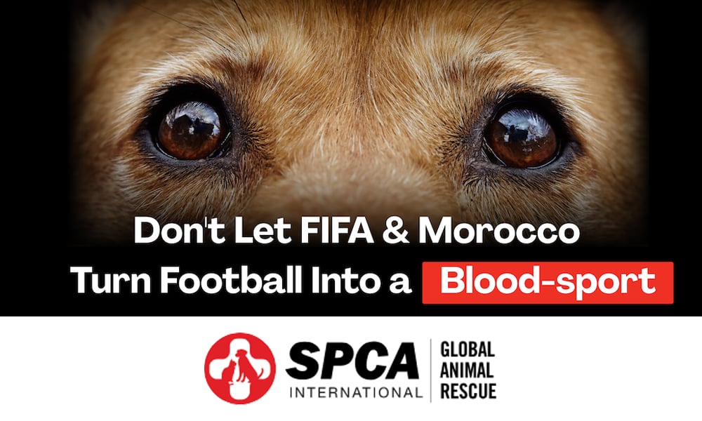 Sad dog - SPCA