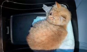 Garfield the tabby cat rescued in NYC