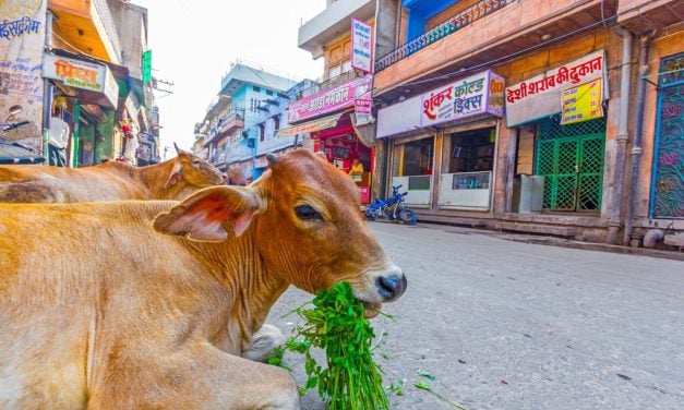 Delhi, India to Launch SPCA Committees Throughout Territory to Strengthen Animal Protection