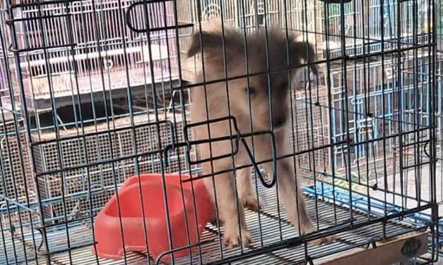New Investigation Reveals Widespread Cruelty in Indonesia’s Expanding Puppy Mill Industry