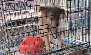 Puppy in a cage in Indonesia