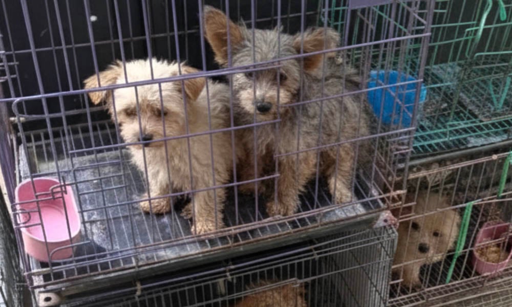 puppies in a cage in an Indonesian puppy mill