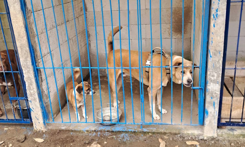 Dogs in puppy mill
