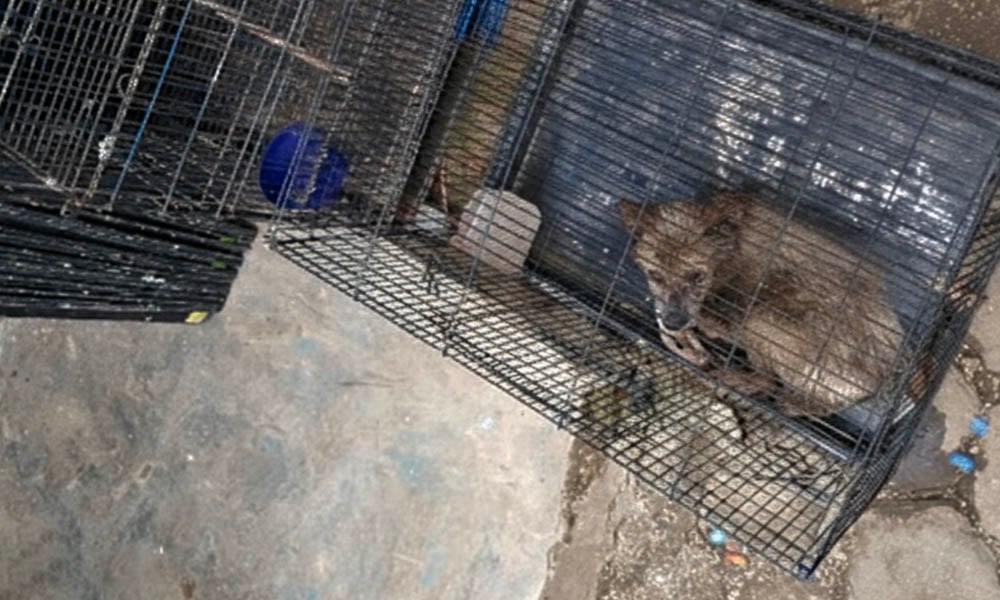 Puppy languishing in puppy mill