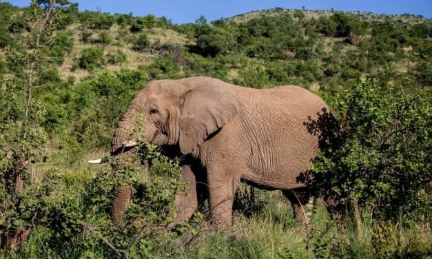 After Decades in Captivity, Portugal’s Last Circus Elephant Finally Heads to Sanctuary