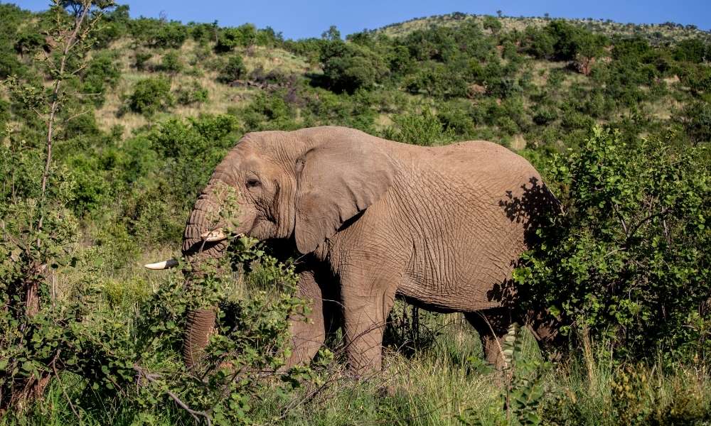 African elephant