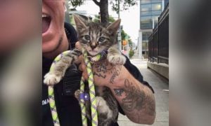 Animal services officer holding rescued kitten