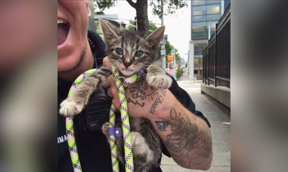 Animal services officer holding rescued kitten