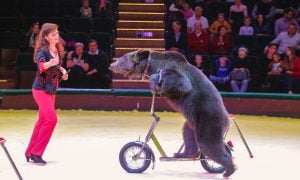 Bear standing on scooter in circus ring, led around by human