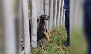 Dog hanging