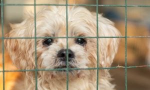 Dog in cage