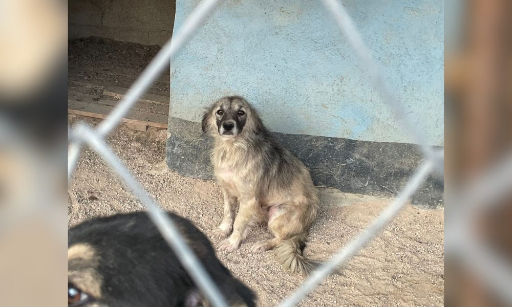 sad dog behind fence at Turkish shelter