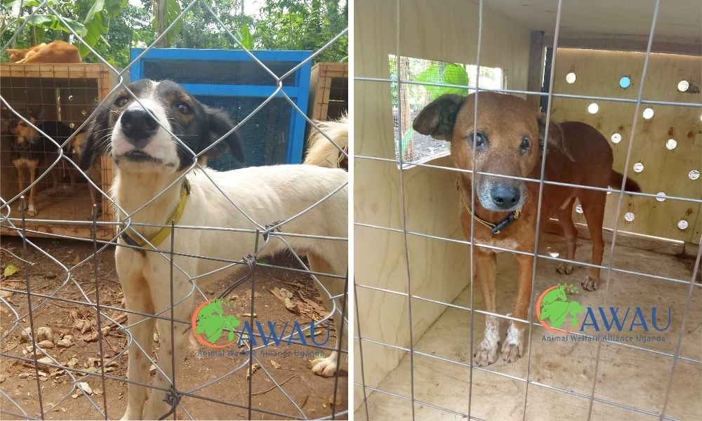 Dogs rescued