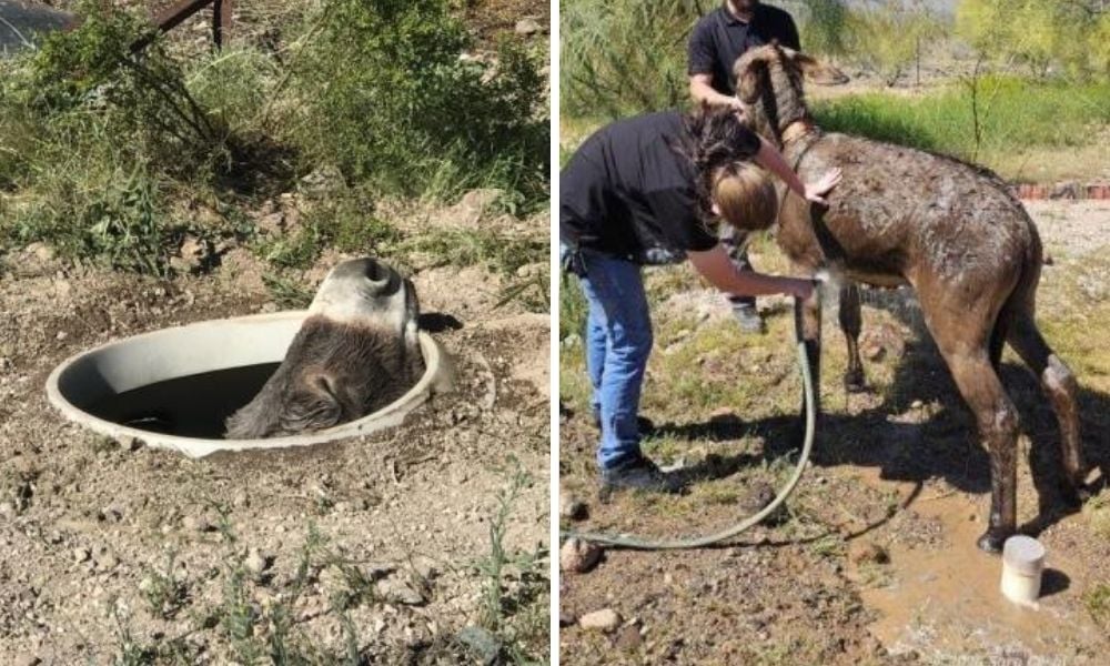 burro in septic tank; burro being rinsed after rescue