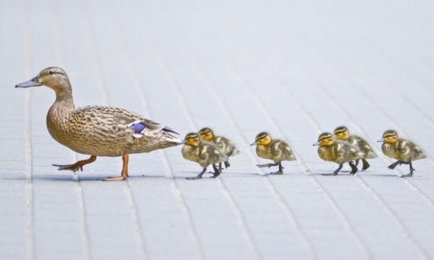 Mama Walks Ducklings Through School to Get to Pond in Annual Ritual