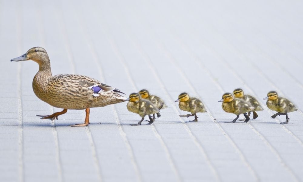 Mama duck walks ducklings through street