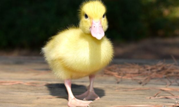 SIGN: Justice for 11 Ducklings Allegedly Run Over Multiple Times